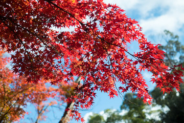 leaves color change Japan autumn season
