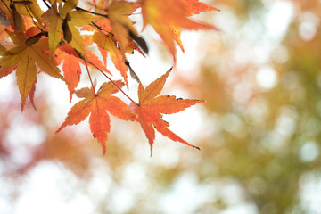 leaves color change Japan autumn season