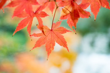 Naklejka na ściany i meble leaves color change Japan autumn season