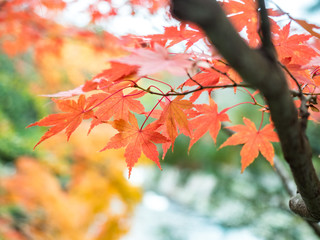 leaves color change Japan autumn season