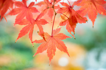 Obraz premium leaves color change Japan autumn season