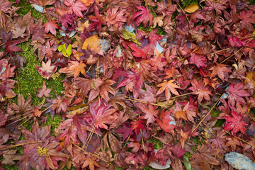 leaves color change Japan autumn season