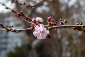 Spring tree with pink flowers. springtime background with pink blossom