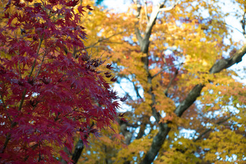 leaves color change Japan autumn season