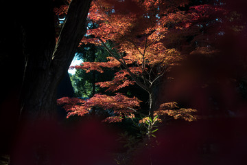 leaves color change Japan autumn season