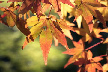 leaves color change Japan autumn season