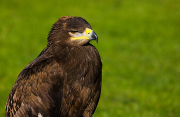 Steppe Eagle (aquil nipalensis)