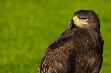 Steppe Eagle (aquil nipalensis)
