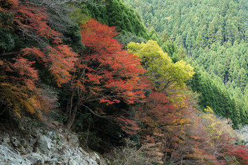 Hozugawa river boat ride route  in Japan autumn season