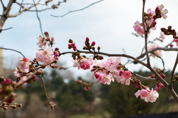 Fototapeta na wymiar Spring tree with pink flowers. springtime background with pink blossom