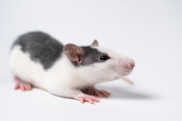 Beautiful rat isolated on white background.