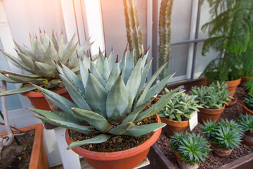 Agave bushes in pots in a greenhouse.