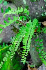 Adiantum capillus-veneris or southern maidenhair fern grow on rock