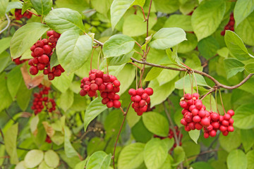 Schisandra hanging on branches in row. Ripe schizandra on liana in garden