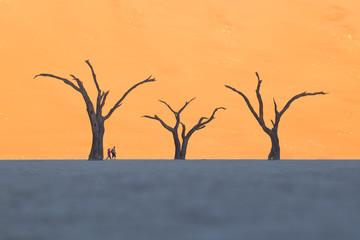 Two people are dwarfed against large trees in Deadvlei, Namibia.