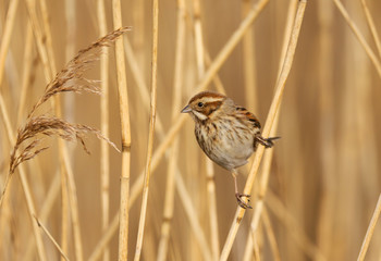 Reed Bunting (emberiza schoeniclus) female in the reeds at Cardiff Bay nature reserve, Cardiff, South Wales, UK