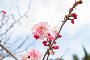 Spring tree with pink flowers. springtime background with pink blossom