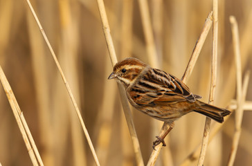 Reed Bunting (emberiza schoeniclus) female in the reeds at Cardiff Bay nature reserve, Cardiff, South Wales, UK