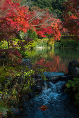 leaves color change Japan autumn season