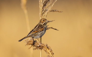 Reed Bunting (emberiza schoeniclus) female in the reeds at Cardiff Bay nature reserve, Cardiff, South Wales, UK