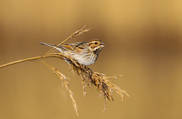 Reed Bunting (emberiza schoeniclus) female in the reeds at Cardiff Bay nature reserve, Cardiff, South Wales, UK
