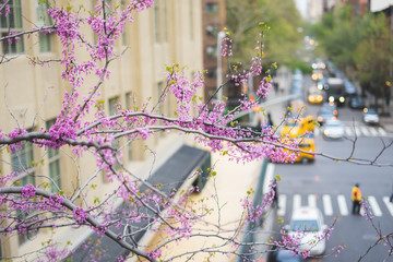 Spring in the New York city. The blossom bunches on the New York streets background. 