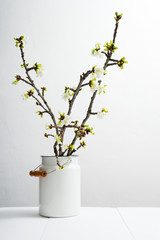 cherry flower blossom branch in old enamel milk canister at white wooden table, bright wall, home decoration springtime