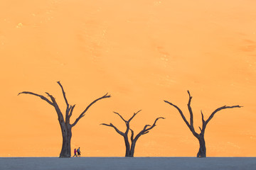 Trees in Deadvlei, Sossusvlei, Namibia. - obrazy, fototapety, plakaty
