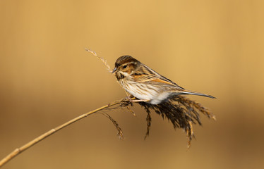 Reed Bunting (emberiza schoeniclus) female in the reeds at Cardiff Bay nature reserve, Cardiff, South Wales, UK