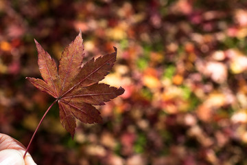 leaves color change Japan autumn season