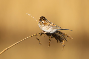 Reed Bunting (emberiza schoeniclus) female in the reeds at Cardiff Bay nature reserve, Cardiff, South Wales, UK