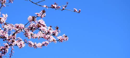 Kirschbaumblüten in Südtirol