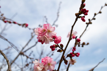 Spring tree with pink flowers. springtime background with pink blossom