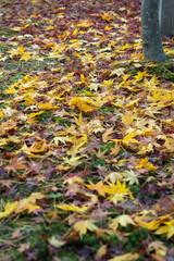 leaves color change Japan autumn season