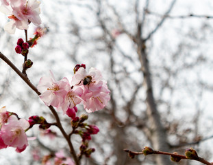Bee gathering pollen from feeding on peach tree flower