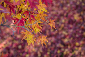 leaves color change Japan autumn season