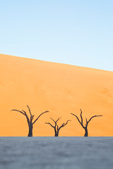 Fototapeta na wymiar Trees in Deadvlei, Sossusvlei, Namibia.