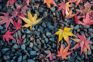 maple leaves on stone background Japan autumn season