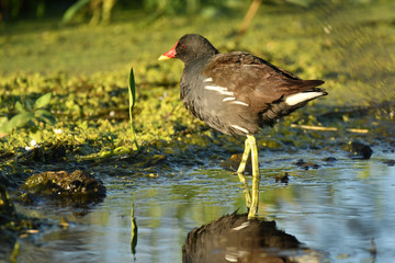 Focha de agua corretea por el rio