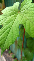 Gourd leaves close up