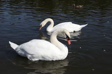 white swan on the lake