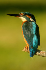 Martin pescador posa sobre su atalaya