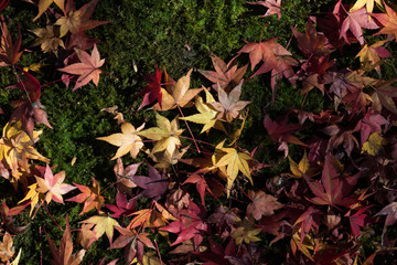 leaves color change Japan autumn season