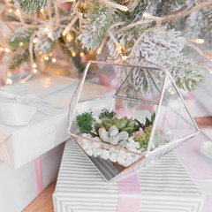 Glass florarium vase with succulent plants inside. Geometric pot. Abstract geometric shape of glass. Concept of design room.