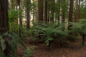 Fototapeta premium Redwoods Forest in Rotorua 
