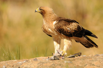 Aguila calzada con una presa sobre la roca