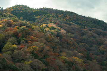 Fototapeta premium leaves color change Japan autumn season