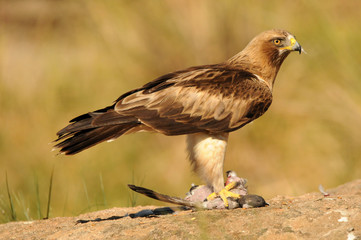 Aguila calzada con una presa sobre la roca