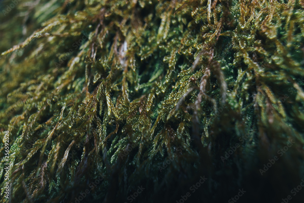 Aufkleber green moss on trees macro view.