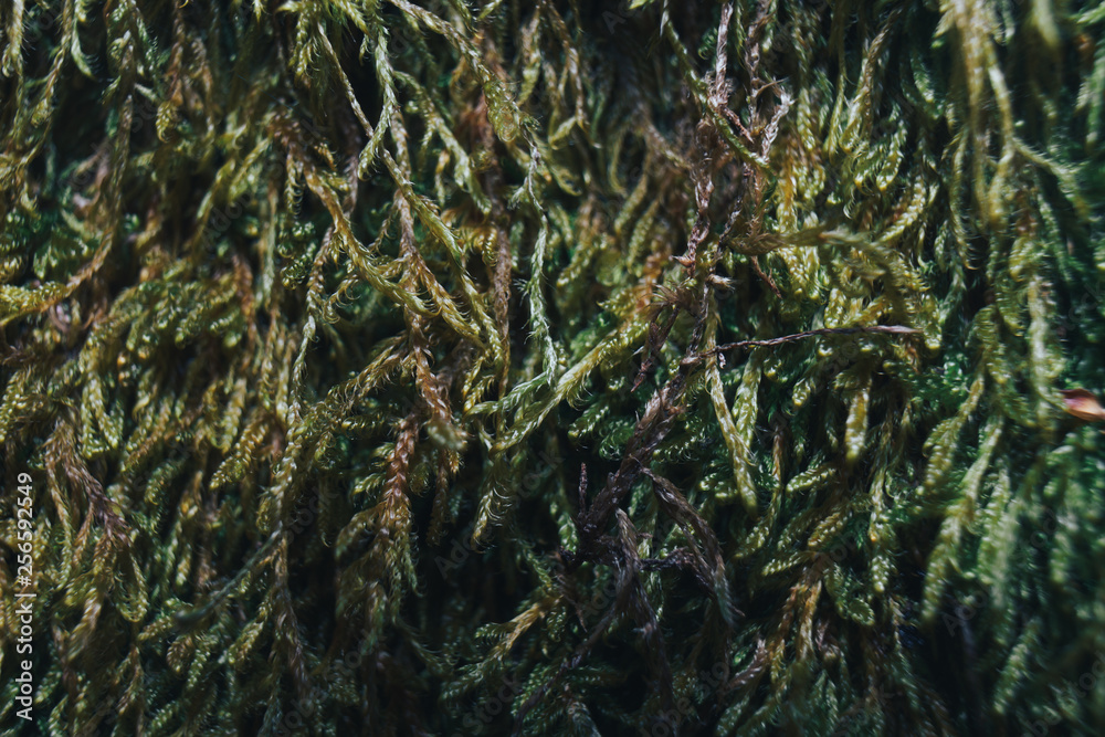 Aufkleber green moss on trees macro view.